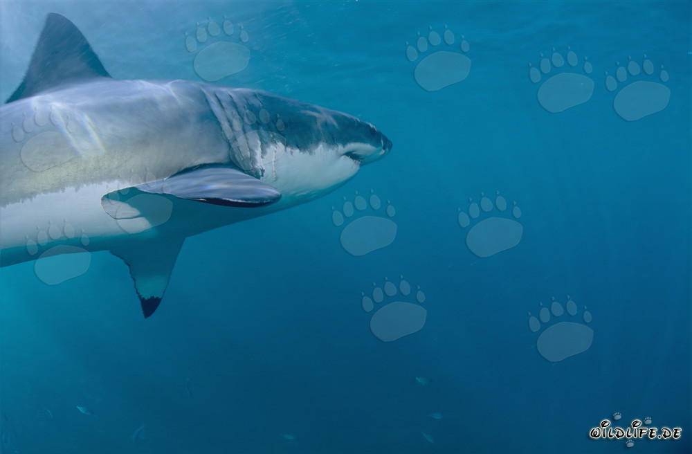 Requin blanc majestueux présentant ses nageoires pectorales impressionnantes