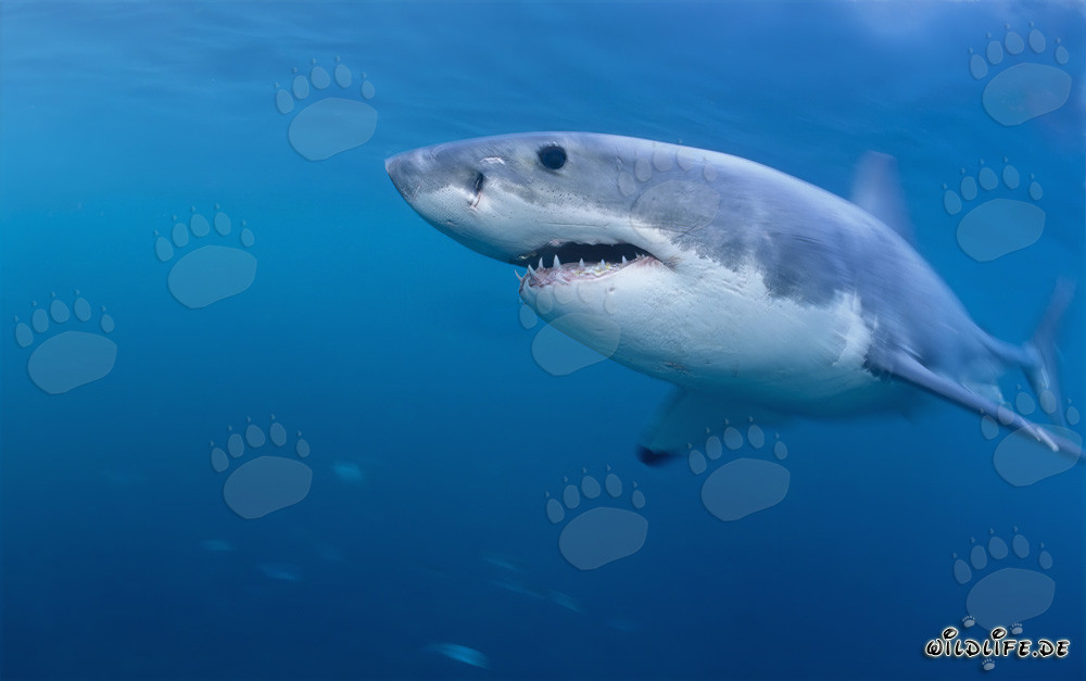 Impressive Great White Shark off the coast of South Africa