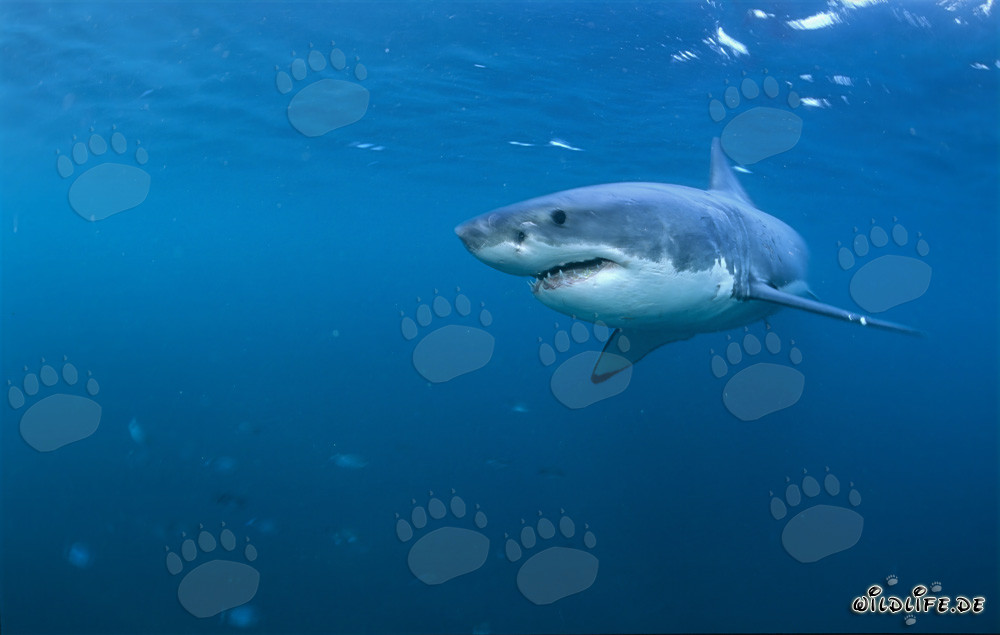 Fascinante Gran Tiburón Blanco - El rey de los mares