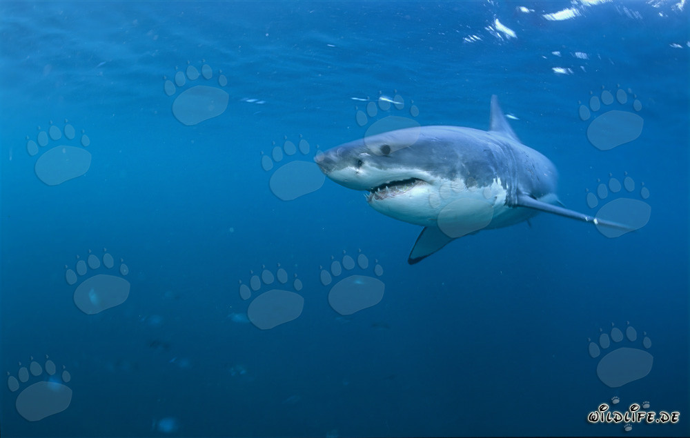 Le fascinant Grand Requin Blanc - Le roi des mers