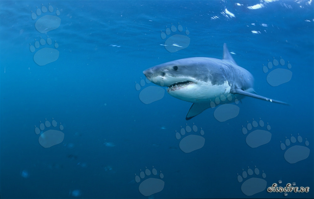 Fascinating Great White Shark - The King of the Seas
