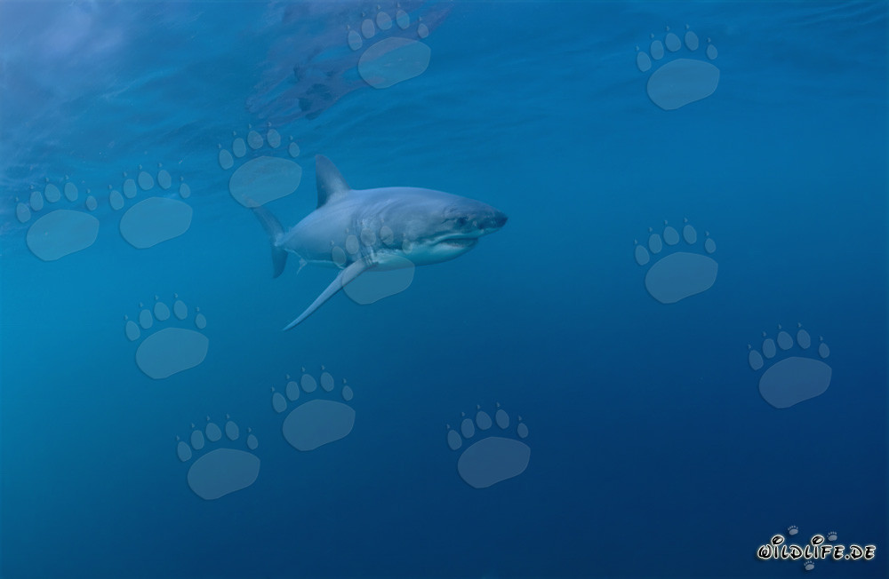 Impresionante cazador de los mares: El Gran Tiburón Blanco
