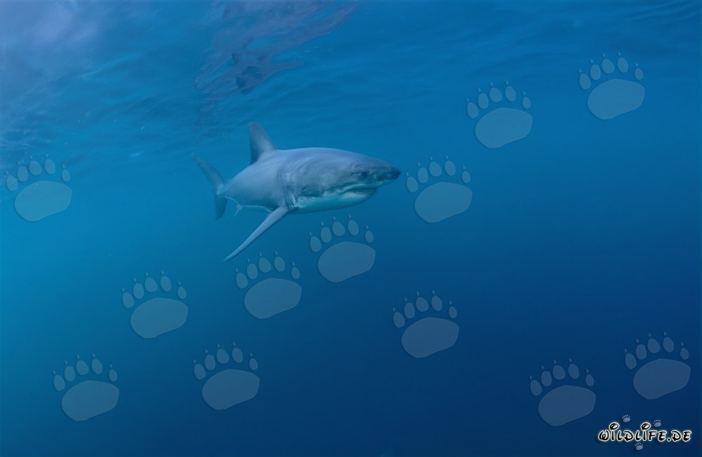 Le redoutable chasseur des mers : le grand requin blanc