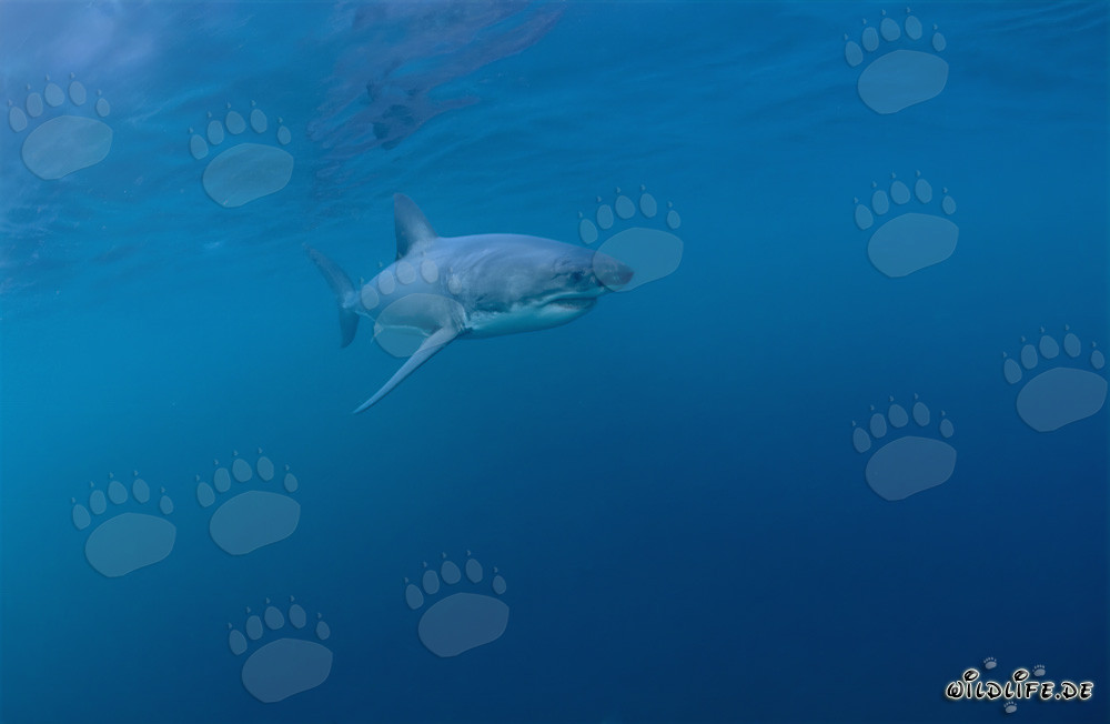Majestic Predator of the Seas: The Great White Shark