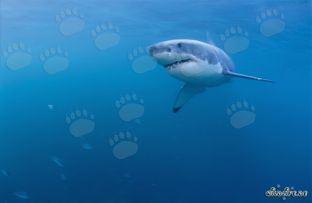 Jeune exemplaire de l'imposant Grand Requin Blanc