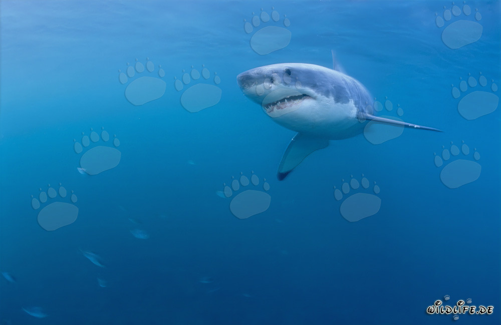 Young specimen of the impressive Great White Shark