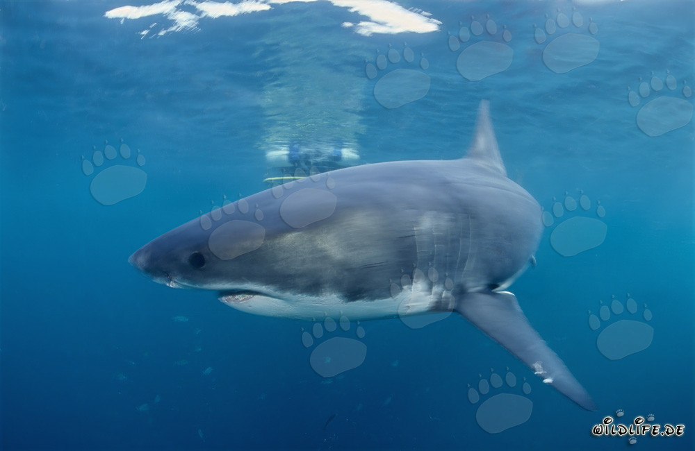 Great white shark excitingly circling a shark cage in front of Geyser Rock and Dyer Island