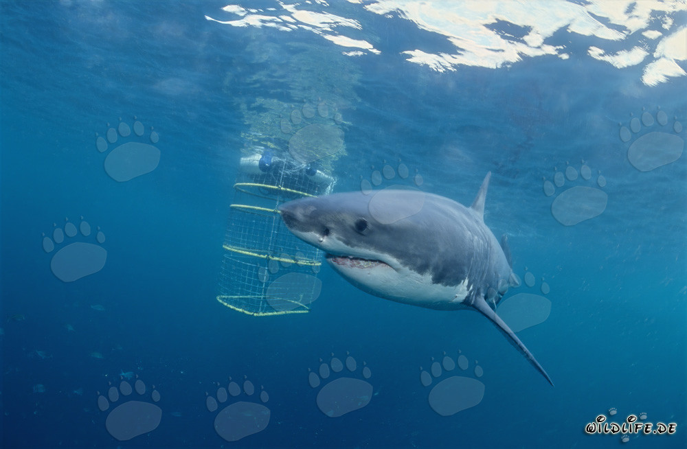 Gran tiburón blanco rodea la jaula de tiburones frente a la isla Dyer