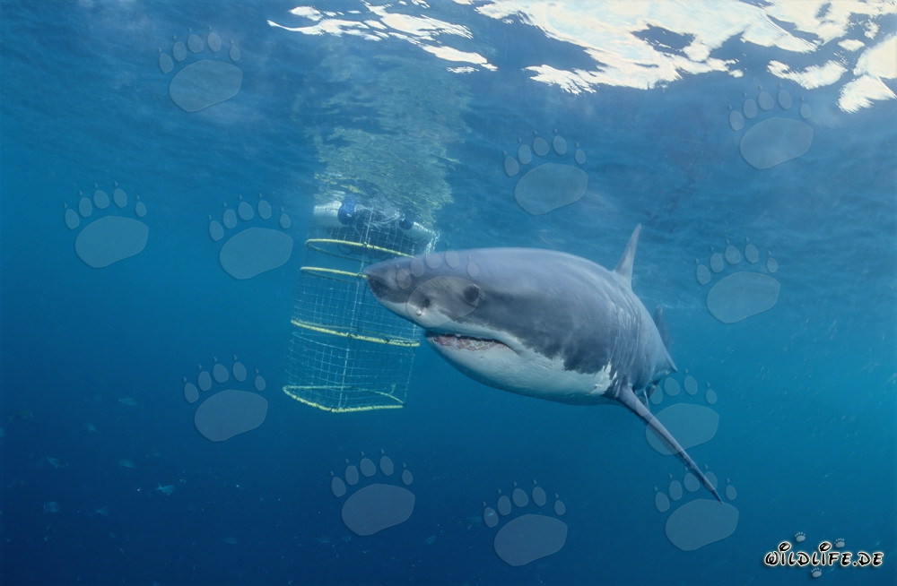 Grand requin blanc tourne autour de la cage de requin devant l'île Dyer