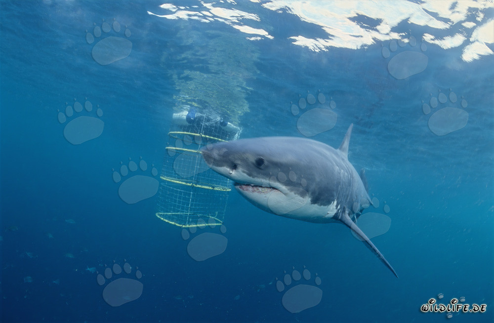 Great White Shark circling the shark cage in front of Dyer Island