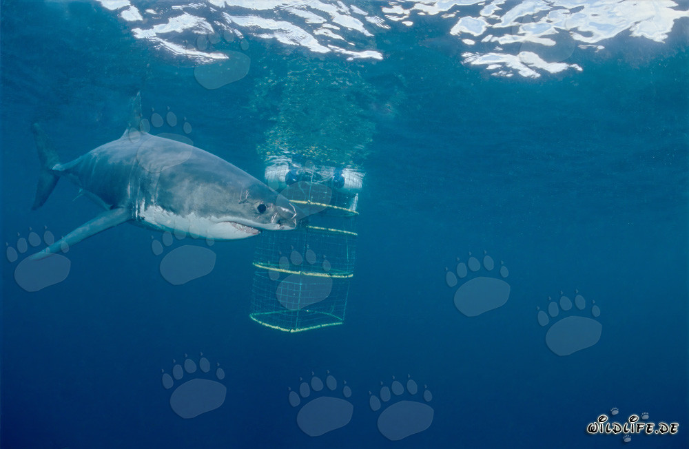 Great White Shark Curiously Explores the Shark Cage near Geyser Rock and Dyer Island