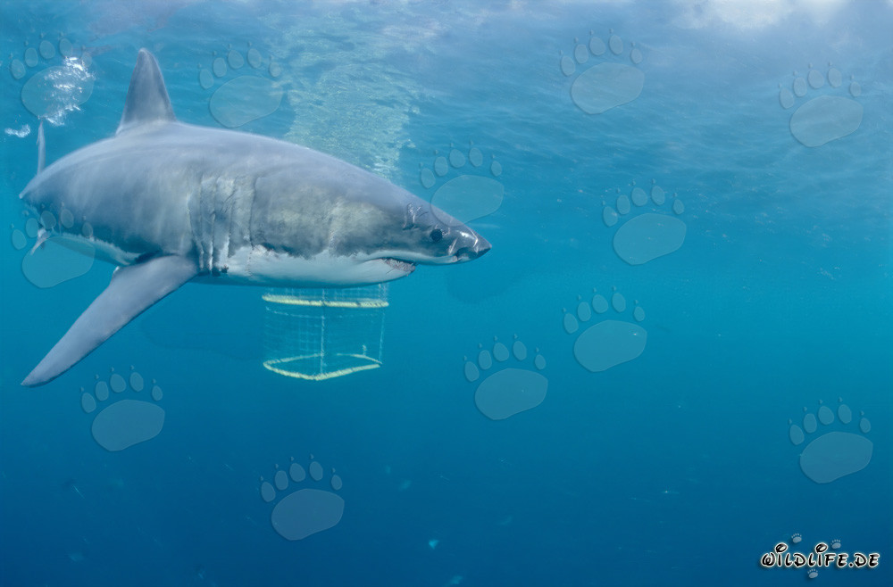 Impressive Great White Shark Exploring a Shark Cage in Gansbaai/Dyer Island