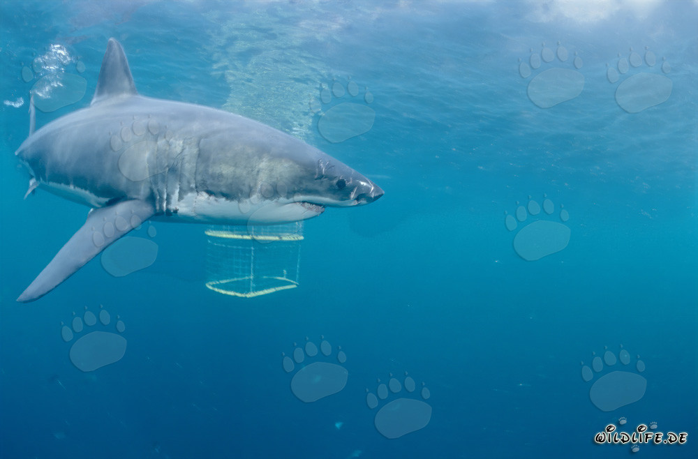 Requin blanc fascinant explorant une cage à requins à Gansbaai/Dyer Island