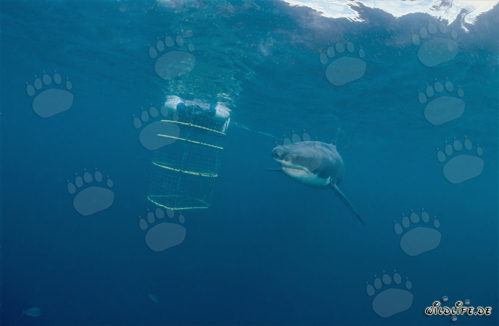 Grand requin blanc tourne autour de la cage de requin devant Geyser Rock et Dyer Island