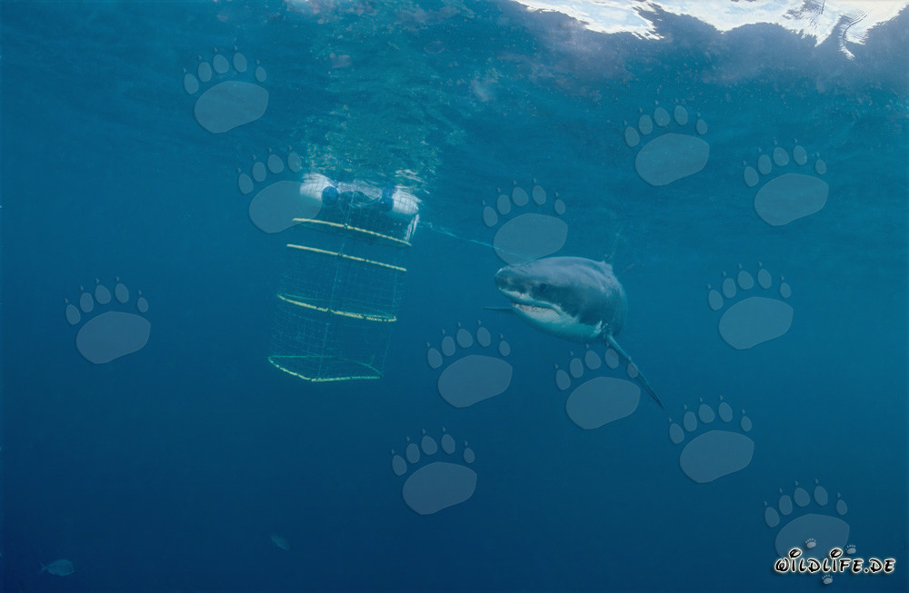 Great White Shark circling the shark cage in front of Geyser Rock and Dyer Island