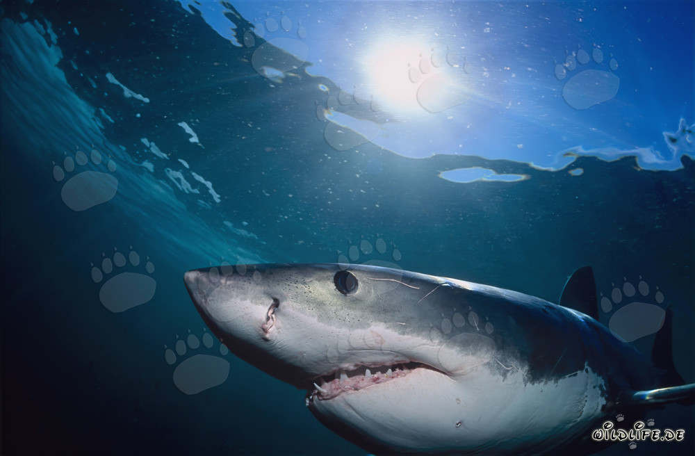 Grand requin blanc majestueux nage près de Geyser Rock à travers la lumière du soleil