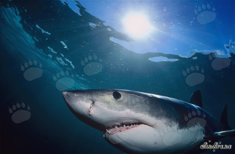 Majestic Great White Shark swims near Geyser Rock through the sunlight