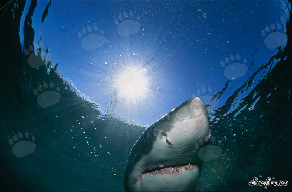 Gran tiburón blanco observando la superficie del agua