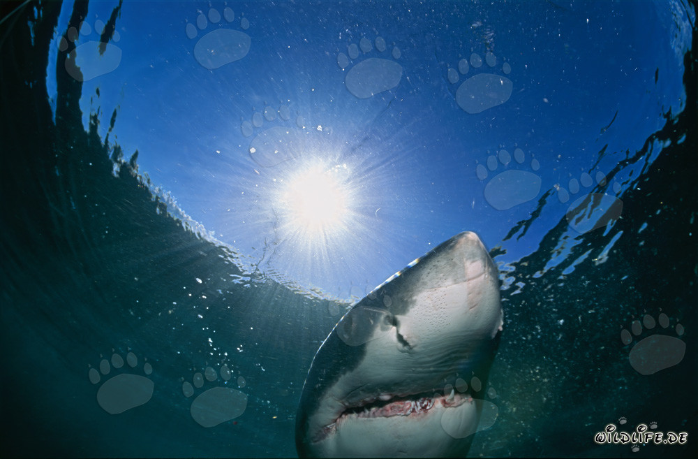 Grand requin blanc observant la surface de l'eau