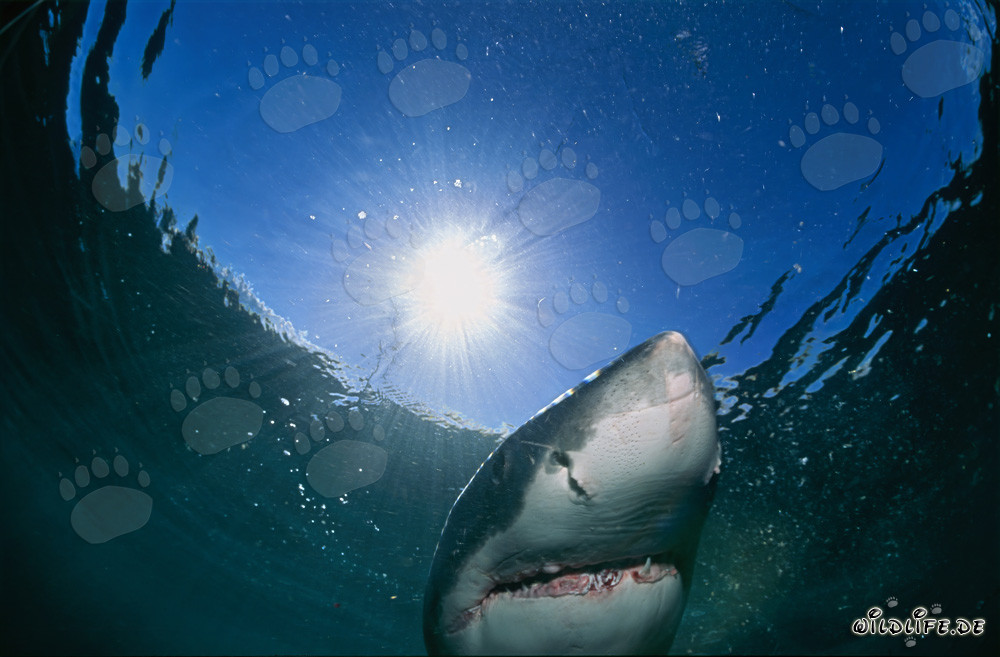 Great White Shark Observing the Water Surface