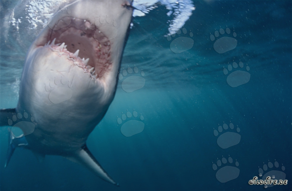 Grand requin blanc sur le point de mordre