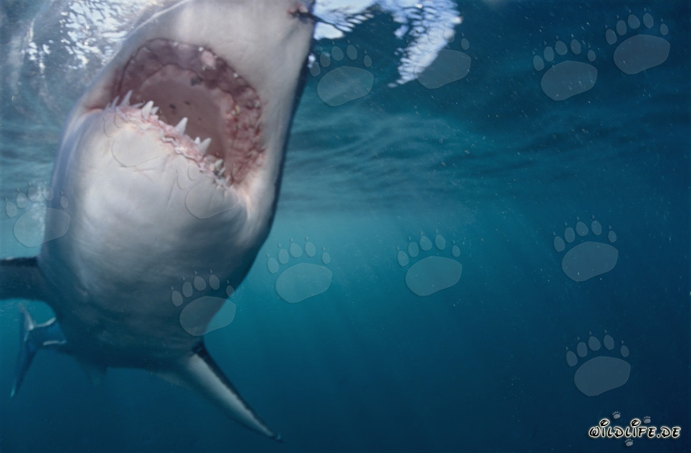 Great White Shark directly before biting