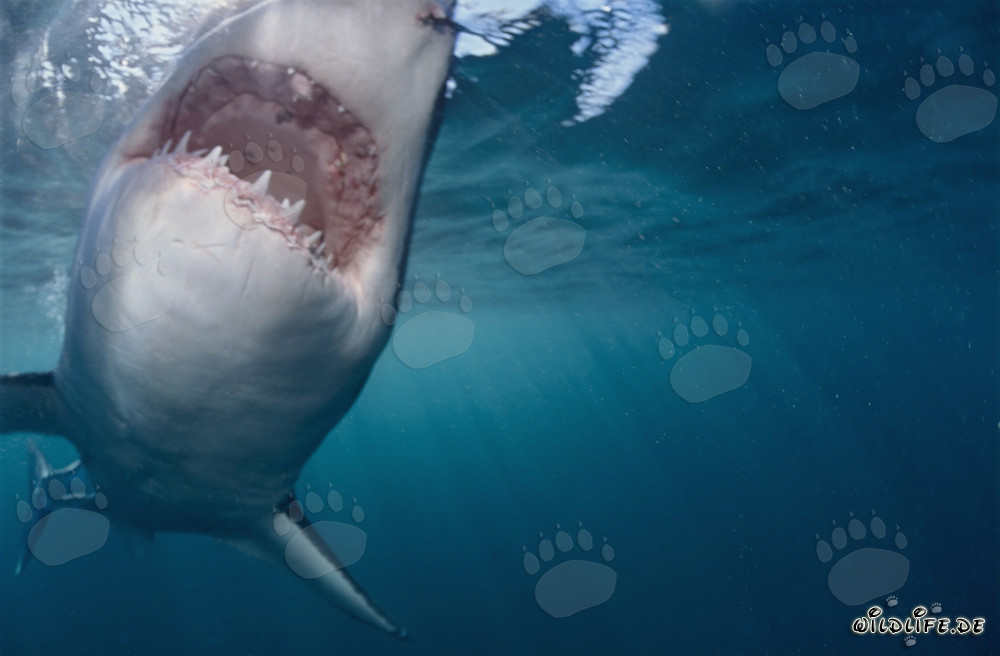 Tiburón blanco a punto de morder