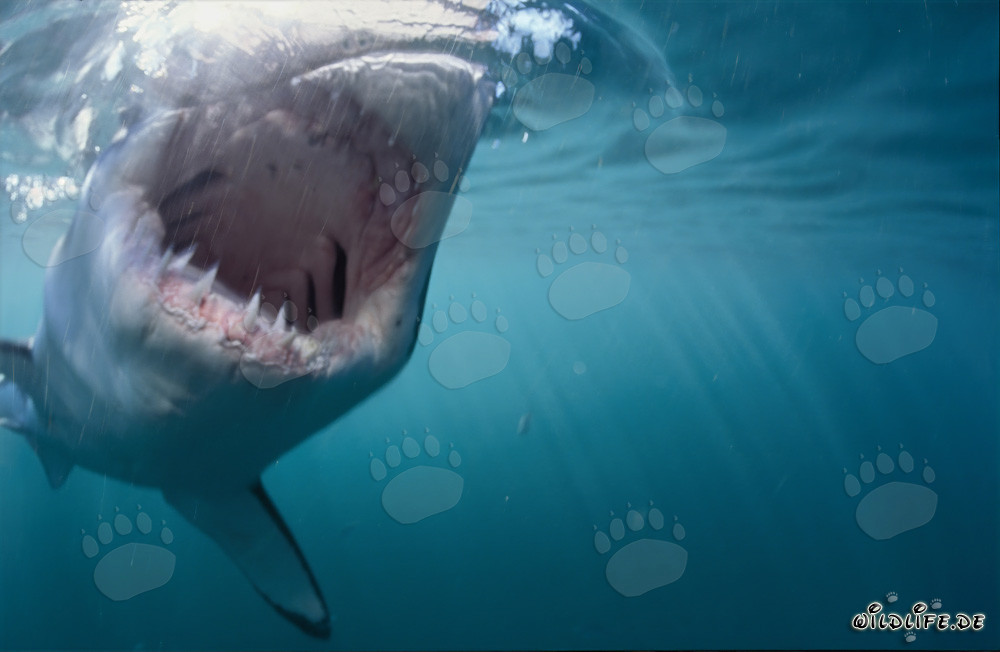 Cerca de la acción: Gran tiburón blanco atacando a una foca de piel