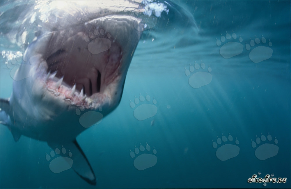 Au plus près : Grand requin blanc attaquant une otarie à fourrure