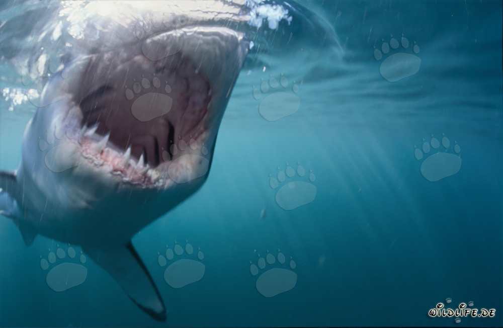 Close-up: Great White Shark attacking a seal