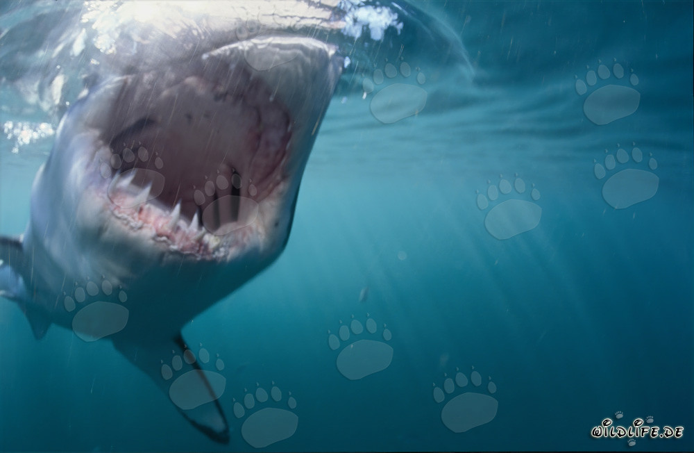 Da vicino: Squalo bianco in attacco a una foca pelliccia