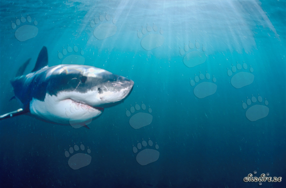 Grand requin blanc au large des côtes sud-africaines sous la lumière du soleil