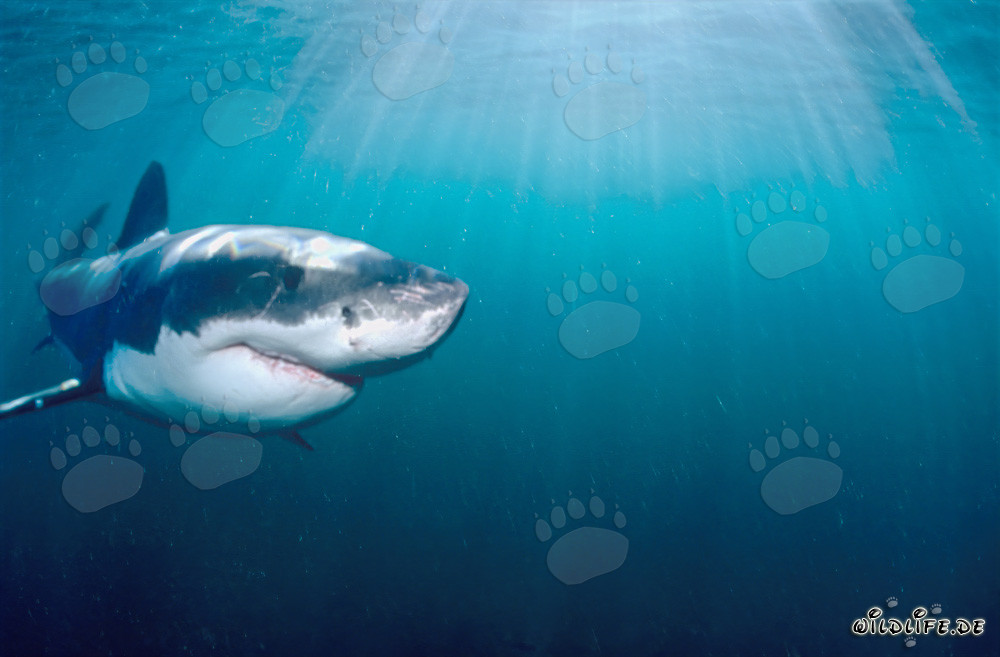 Great White Shark off the Coast of South Africa in Sunlight