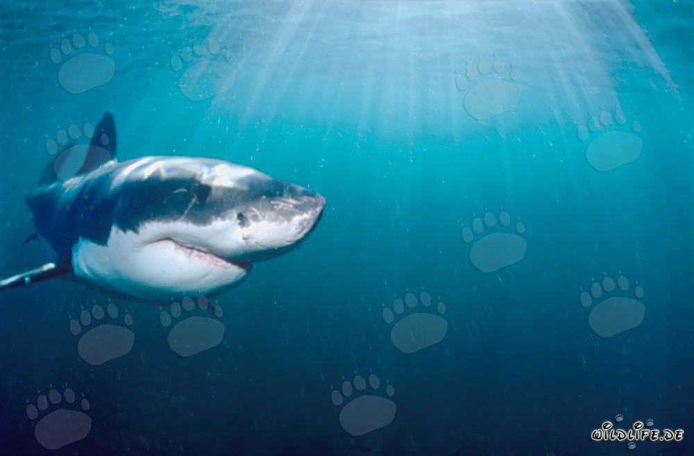 Tiburón blanco frente a la costa de Sudáfrica bajo la luz del sol