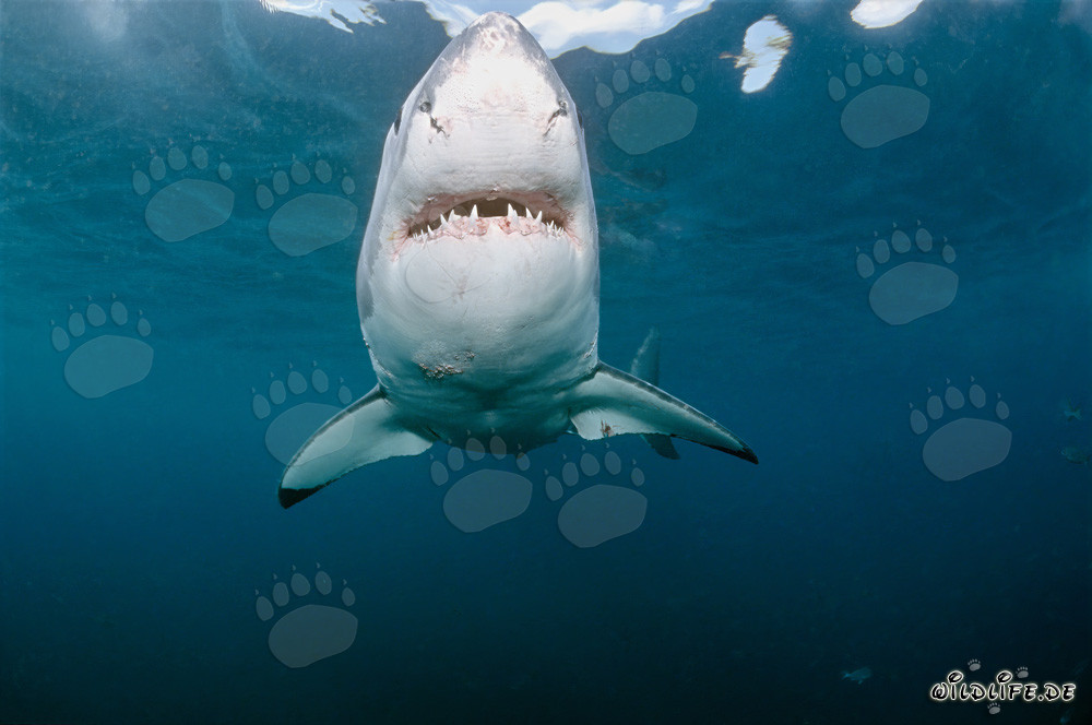 Majestic Great White Shark swimming head-on off the coast of Gansbaai, South Africa