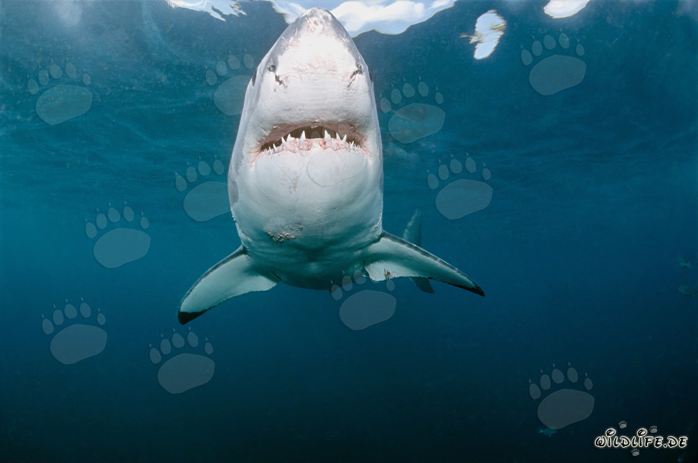 Grand requin blanc majestueux nage face à la côte de Gansbaai, Afrique du Sud