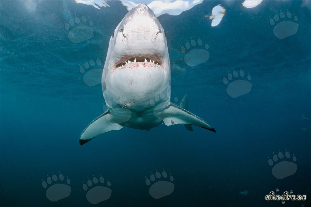 Majestuoso tiburón blanco nada frontalmente frente a la costa de Gansbaai, Sudáfrica