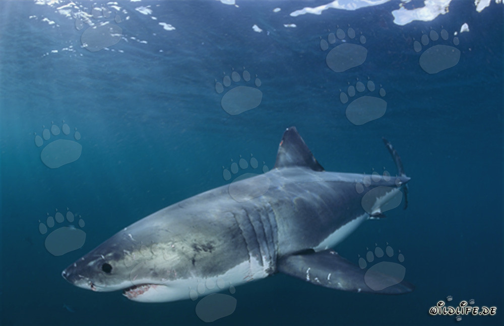 Impresionante Gran Tiburón Blanco cazando en Sudáfrica