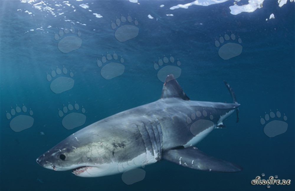 Grand requin blanc impressionnant en chasse en Afrique du Sud
