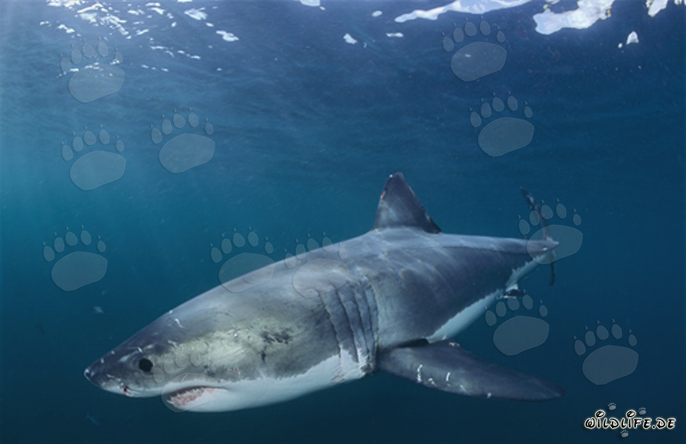 Impressive Great White Shark Hunting in South Africa