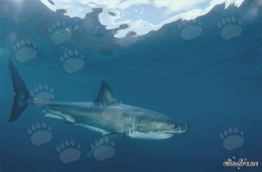 Le majestueux Grand Requin Blanc - Roi des mers et redoutable chasseur