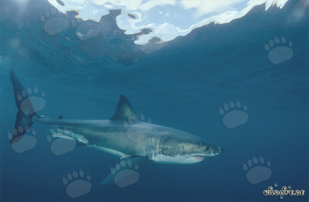The majestic Great White Shark - King of the seas and formidable predator