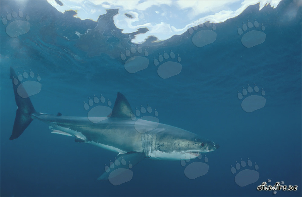 Il maestoso Squalo Bianco - Re dei mari e temibile predatore