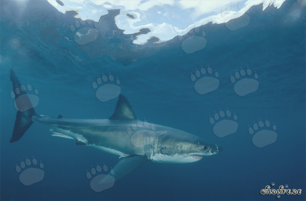 El majestuoso tiburón blanco - Rey de los mares y temible depredador