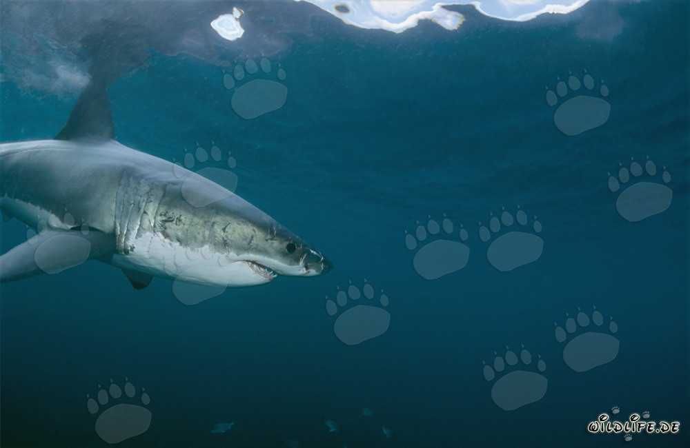 Impressionnant Grand Requin Blanc découvre un objet intéressant sous l'eau