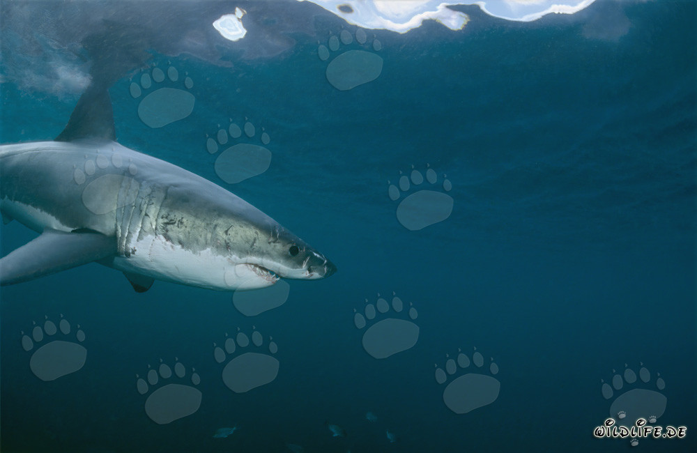Impressive Great White Shark Spots Intriguing Object Underwater
