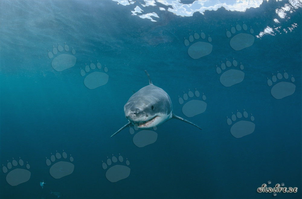 Curious Baby Great White Shark exploring the surroundings