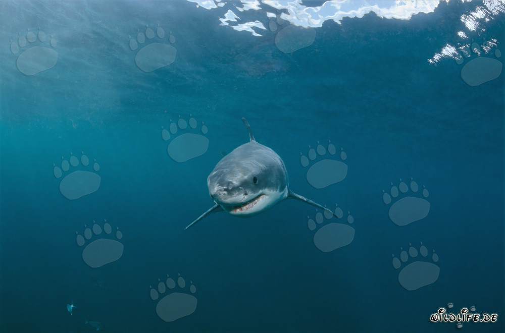 Jeune bébé requin blanc curieux explore son environnement