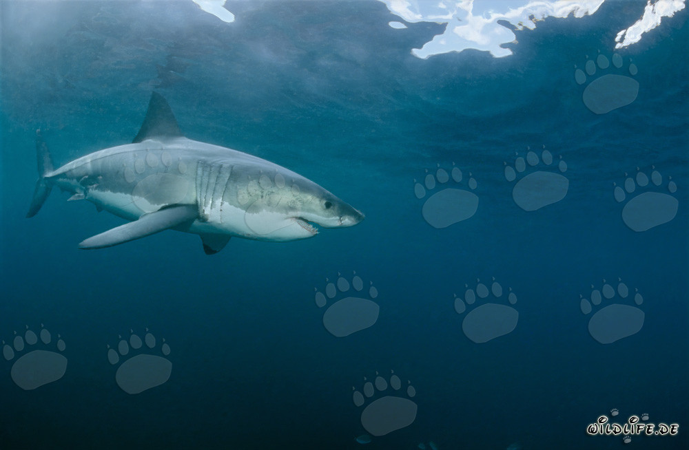 Le Grand Requin Blanc - magnifique habitant des mers
