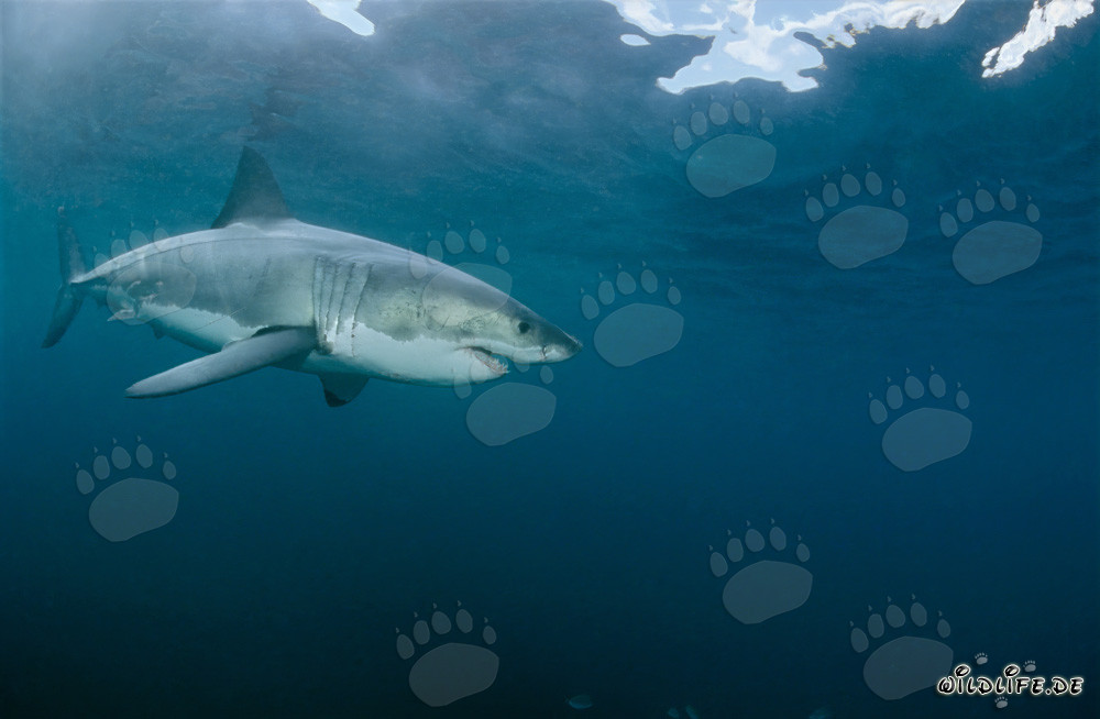 El Gran Tiburón Blanco - majestuoso habitante del mar